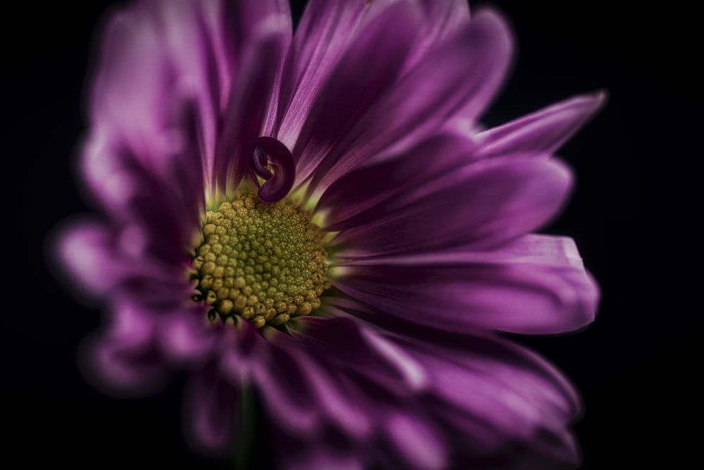 foco superficial de la flor púrpura
