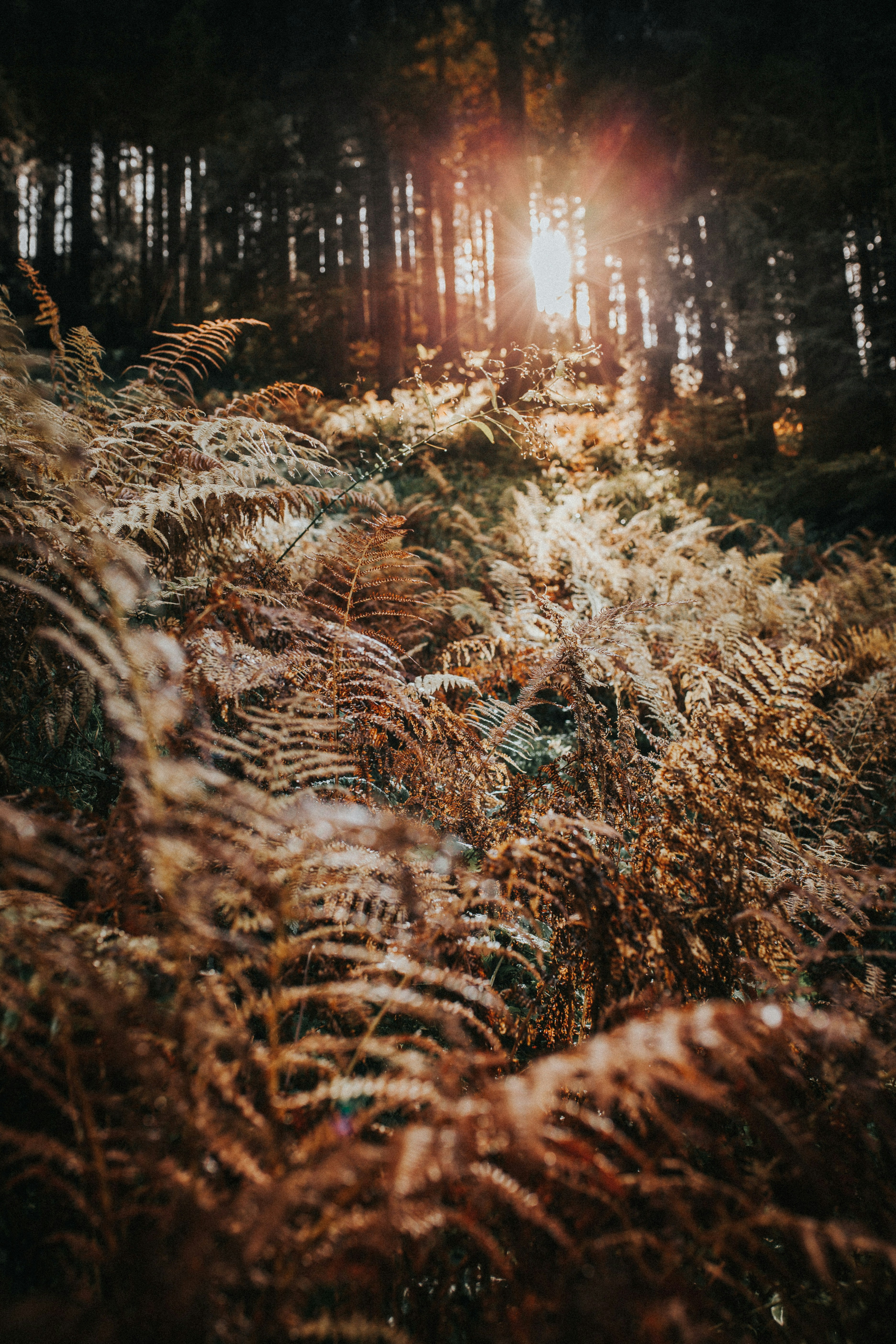 Photo by mariotaferner