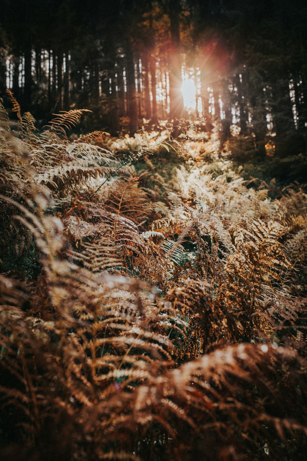 green leafed plants