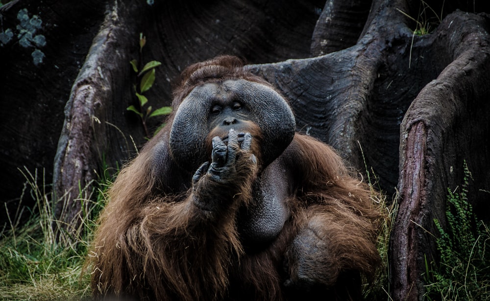 photo of brown and black primate