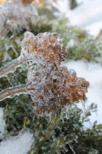 Clusters of brown dried flowers and green leaves are encased in a clear layer of ice, creating a glistening effect. The icy coating highlights the intricate textures of the flora, with the background softly blurred by additional foliage and patches of snow.