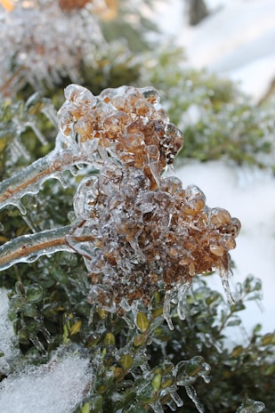 Clusters of brown dried flowers and green leaves are encased in a clear layer of ice, creating a glistening effect. The icy coating highlights the intricate textures of the flora, with the background softly blurred by additional foliage and patches of snow.