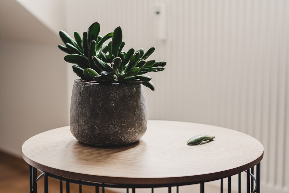 Photo de plante succulente sur table