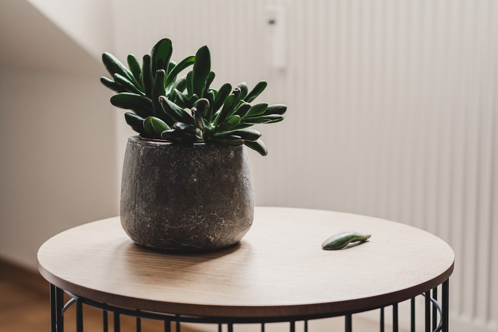 photo of succulent plant on table