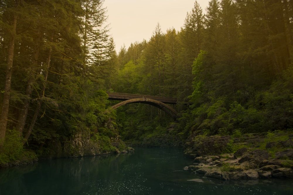 brown concrete bridge near green trees and body of water