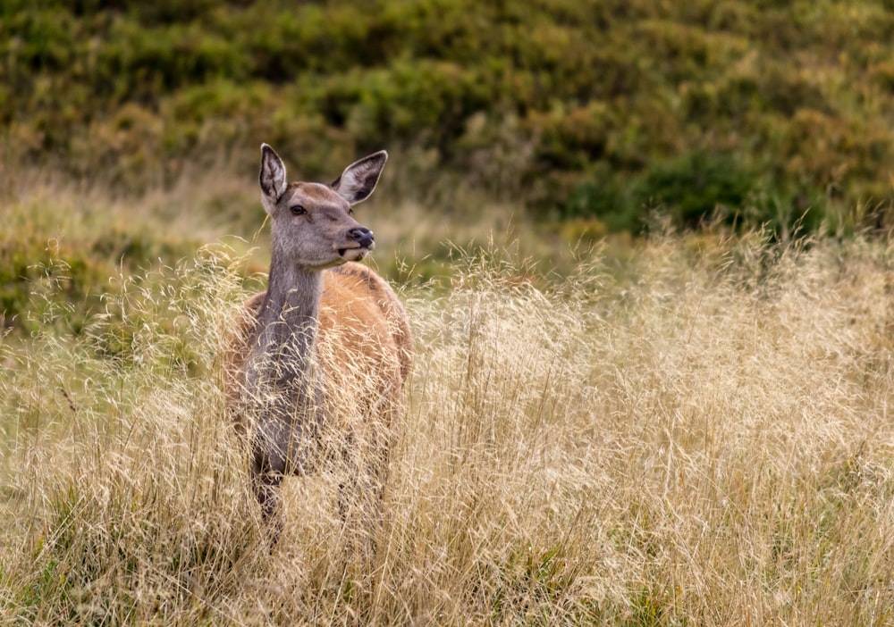 deer on grass field