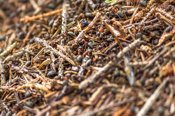 A close-up of ants moving in coordinated patterns on a forest floor, symbolizing swarm intelligence.