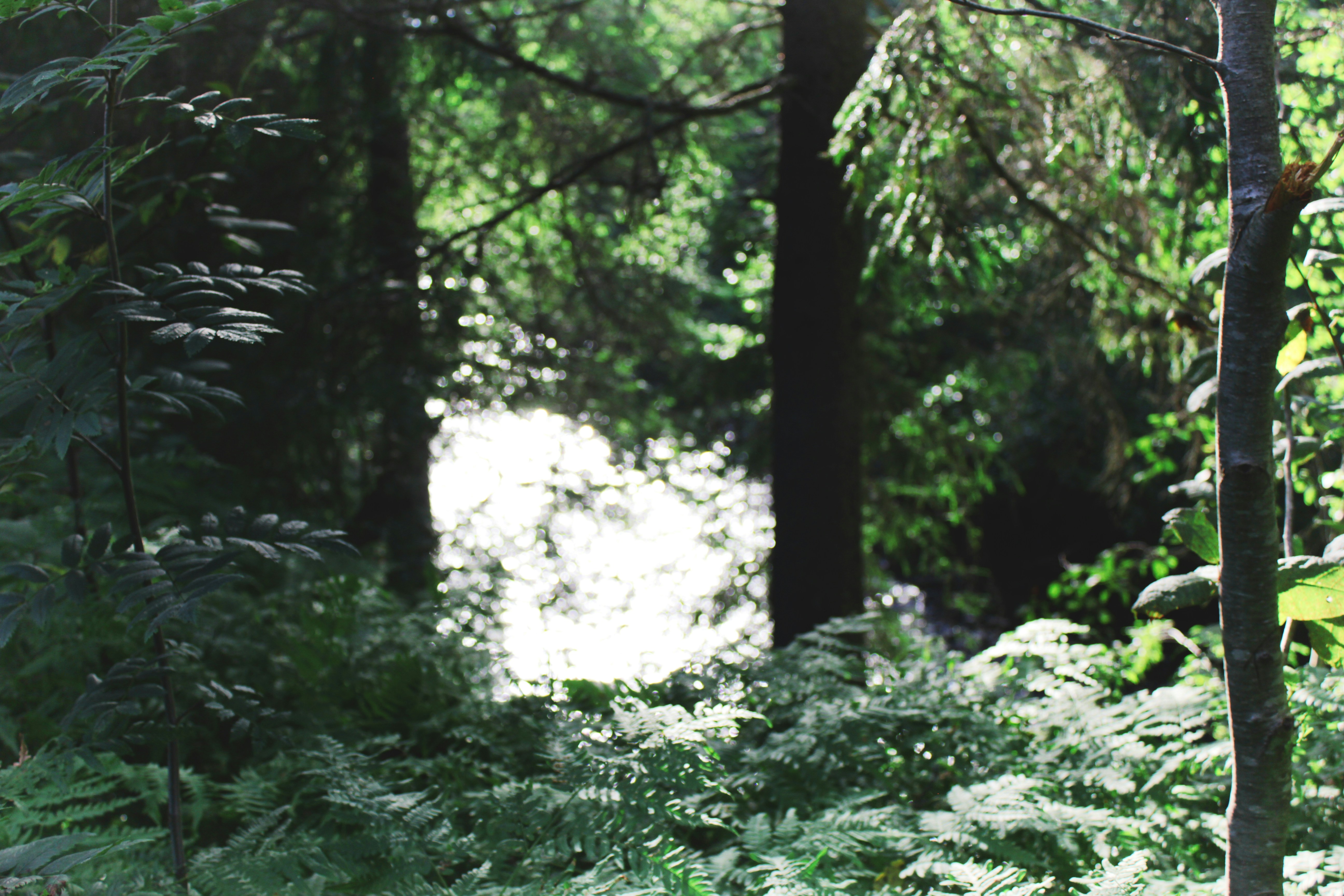 Sunlight filtering through tall green trees creating a natural cathedral effect during an outdoor baptism service