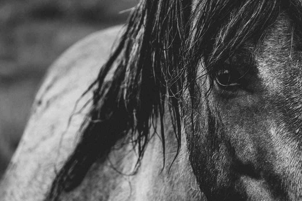 grayscale photography of horse