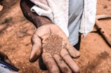 Farmer’s hands holding a handful of aromatic coriander seeds.