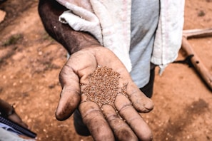 Hands gently holding freshly harvested seeds, showcasing their natural texture.