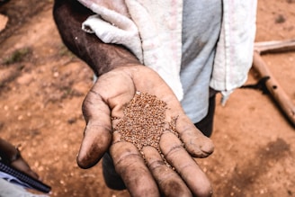A close-up of weathered hands holding sacred seeds, symbolizing ancient wisdom.