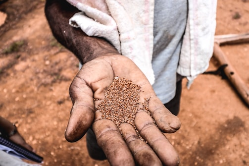 A weathered hand holds a small pile of round seeds against a blurred background of dirt. The detailed texture of the hand and seeds is accentuated by natural lighting, emphasizing a rustic and earthy atmosphere. A cloth draped over the shoulder adds context to the setting, suggesting a casual or labor-intensive environment.