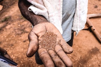A weathered hand holds a small pile of round seeds against a blurred background of dirt. The detailed texture of the hand and seeds is accentuated by natural lighting, emphasizing a rustic and earthy atmosphere. A cloth draped over the shoulder adds context to the setting, suggesting a casual or labor-intensive environment.