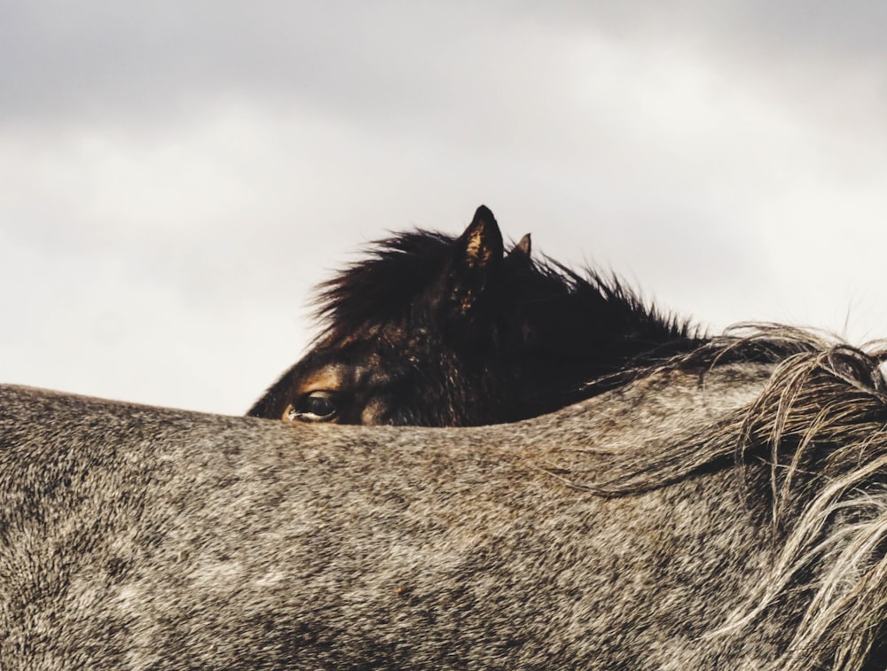 selective focus photography of horse under gray clouds