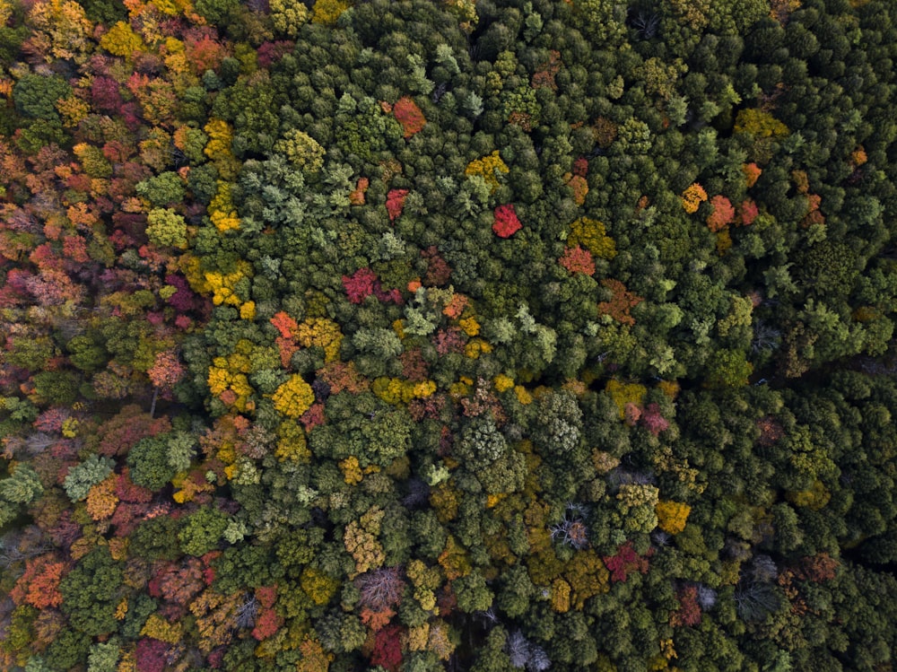 Fotografia aerea di alberi di colori assortiti durante il giorno