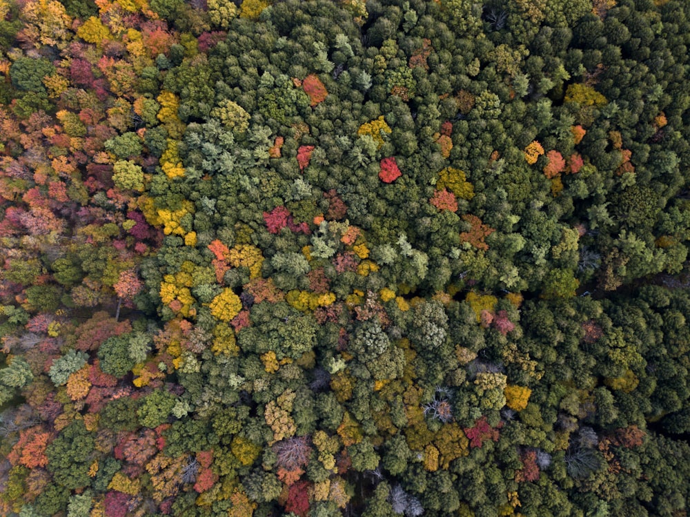 aerial photography of assorted-color trees at daytime