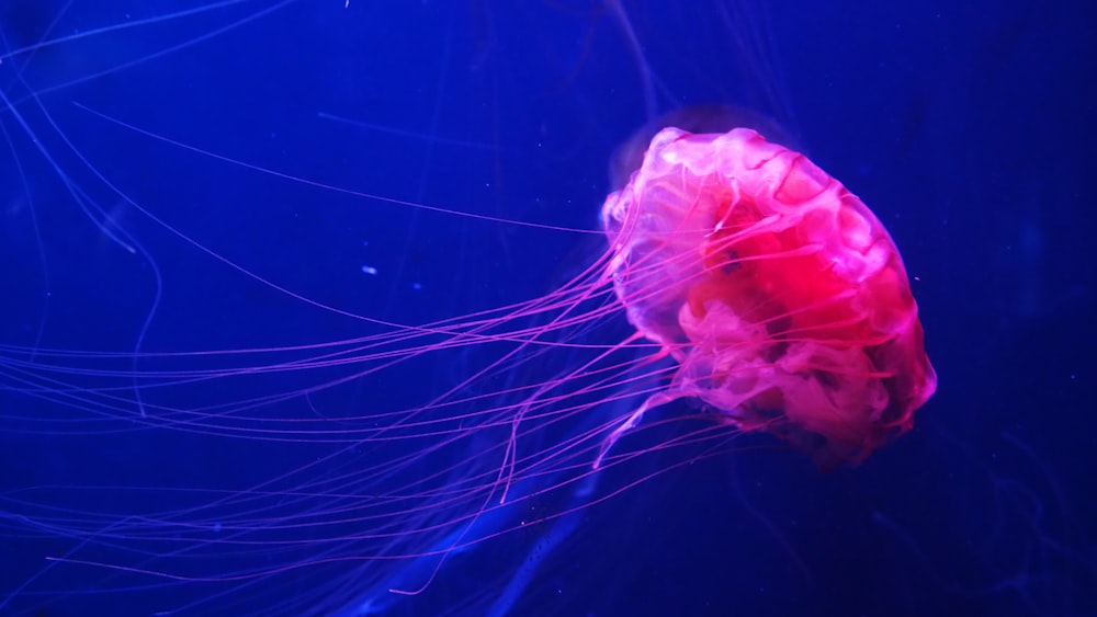 underwater photography of pink sting jellyfish
