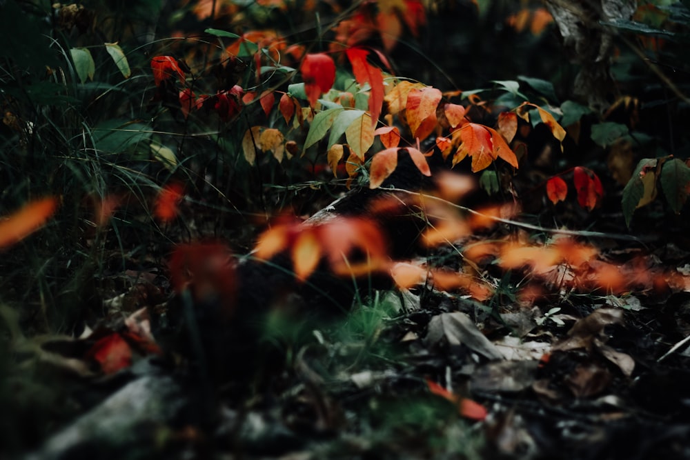 depth of field photograph of leaves