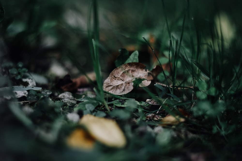 macro photo of dried leaf on ground with plants