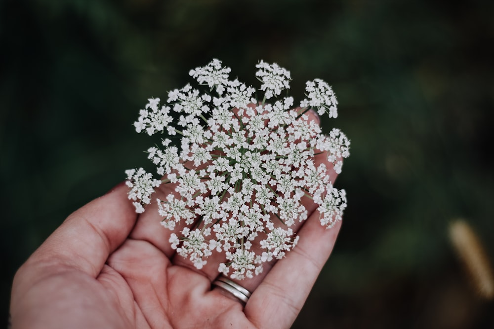 person holding flwoer