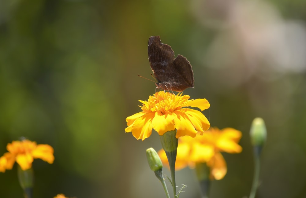 butterfly on flower