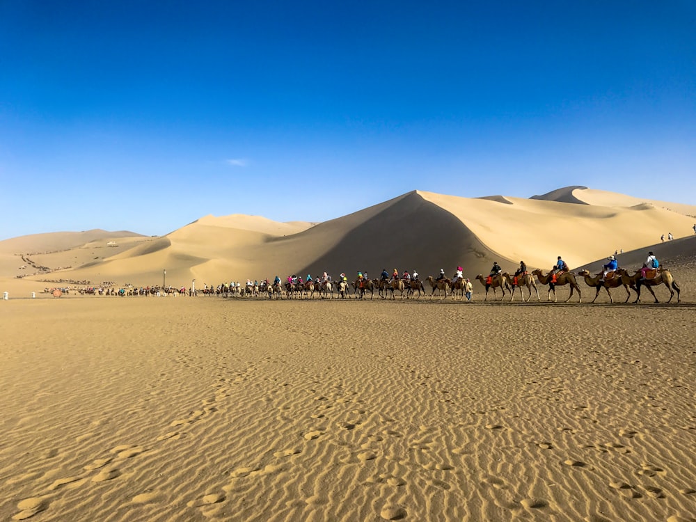 people riding camel at desert during daytime