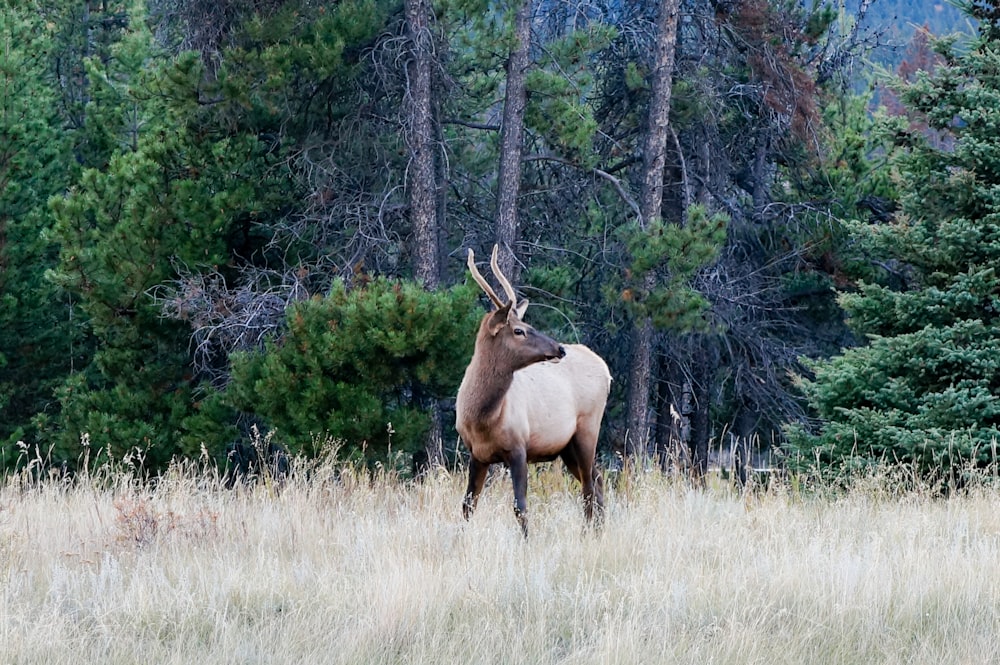 brown antler standing on grass field at daytime