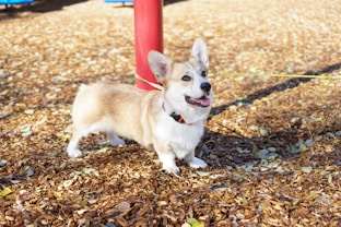 short-coated brown puppy on brown ground during daytime