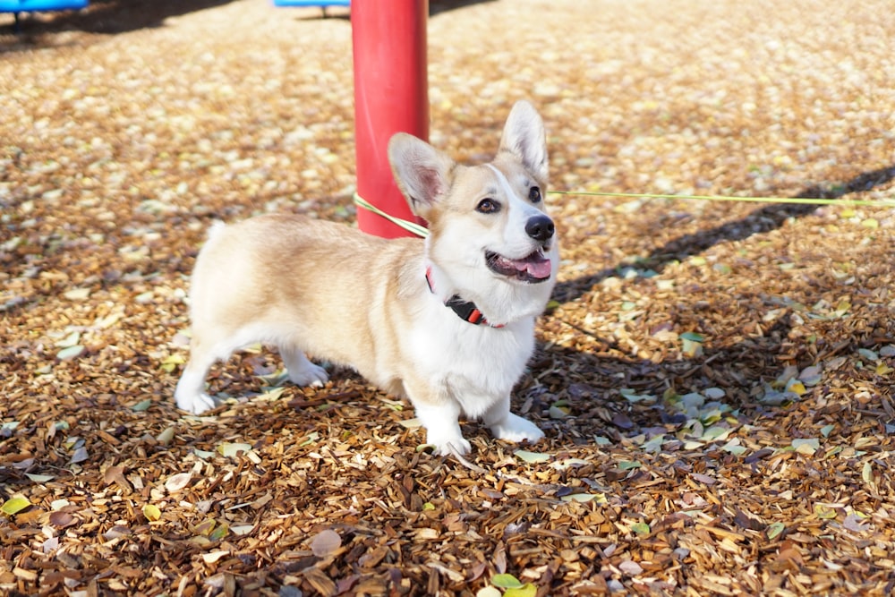 short-coated brown puppy on brown ground during daytime