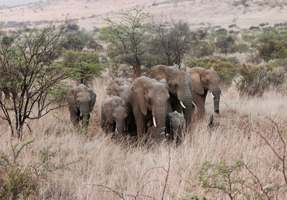 herd of elephants standing on grass field