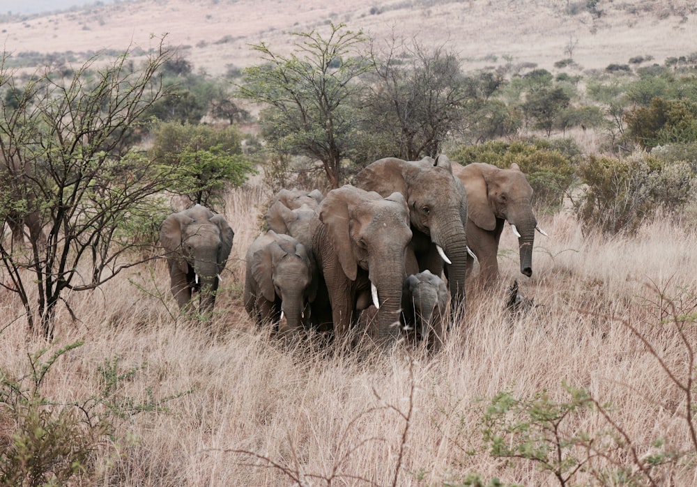 troupeau d’éléphants debout sur un champ d’herbe