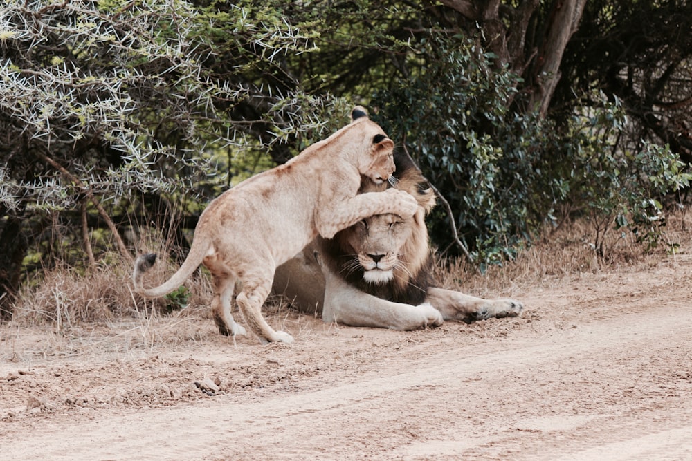 lion beside lioness during daytime