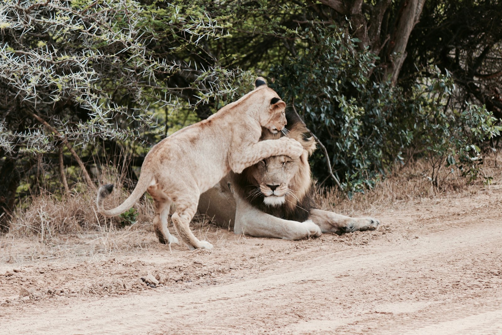 Canon EOS 70D + Canon EF-S 55-250mm F4-5.6 IS II sample photo. Lion beside lioness during photography