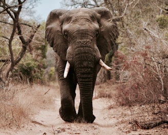 black elephant walking on brown sand