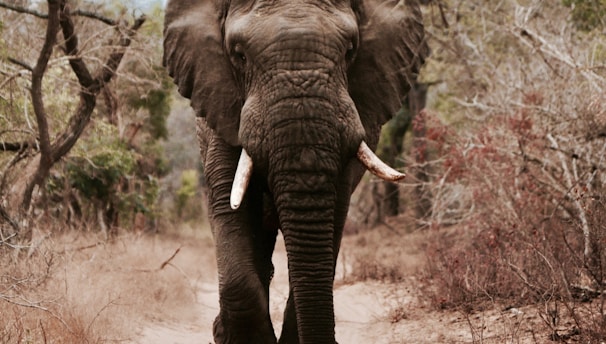 black elephant walking on brown sand