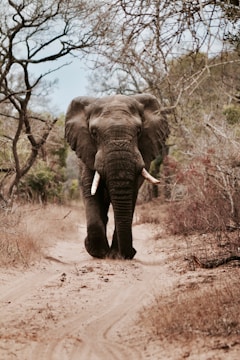 black elephant walking on brown sand