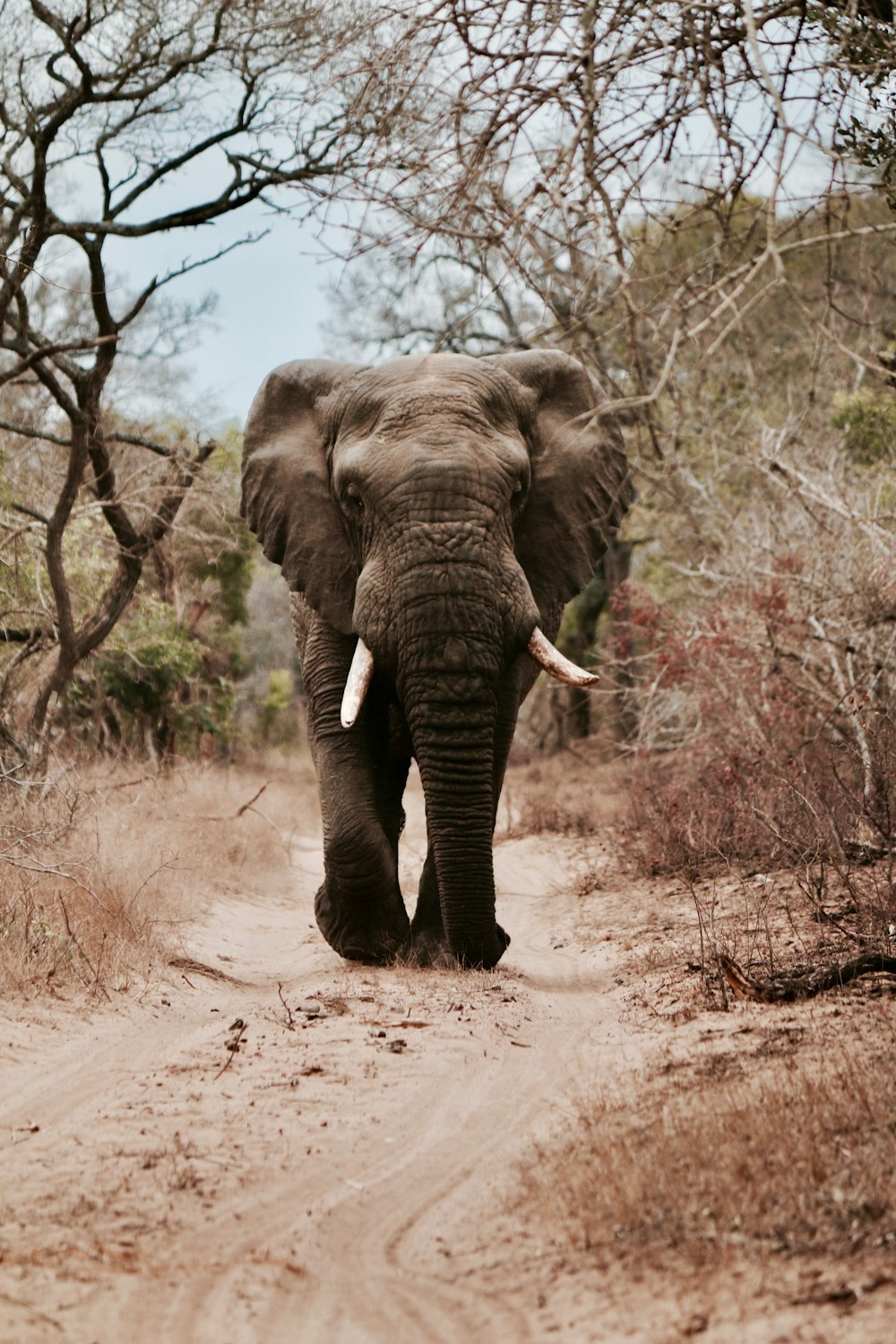 éléphant noir marchant sur le sable brun