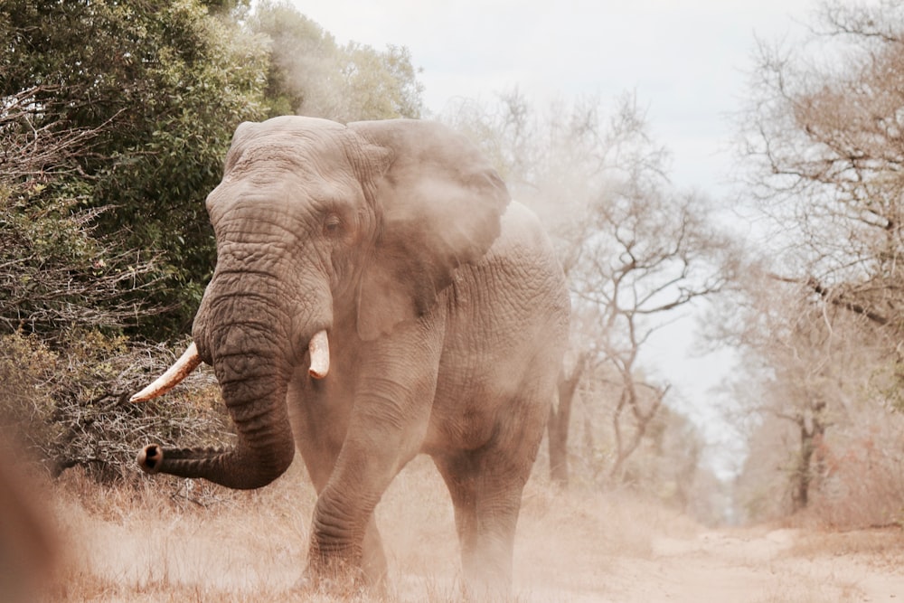 grey elephant near trees walking during daytime