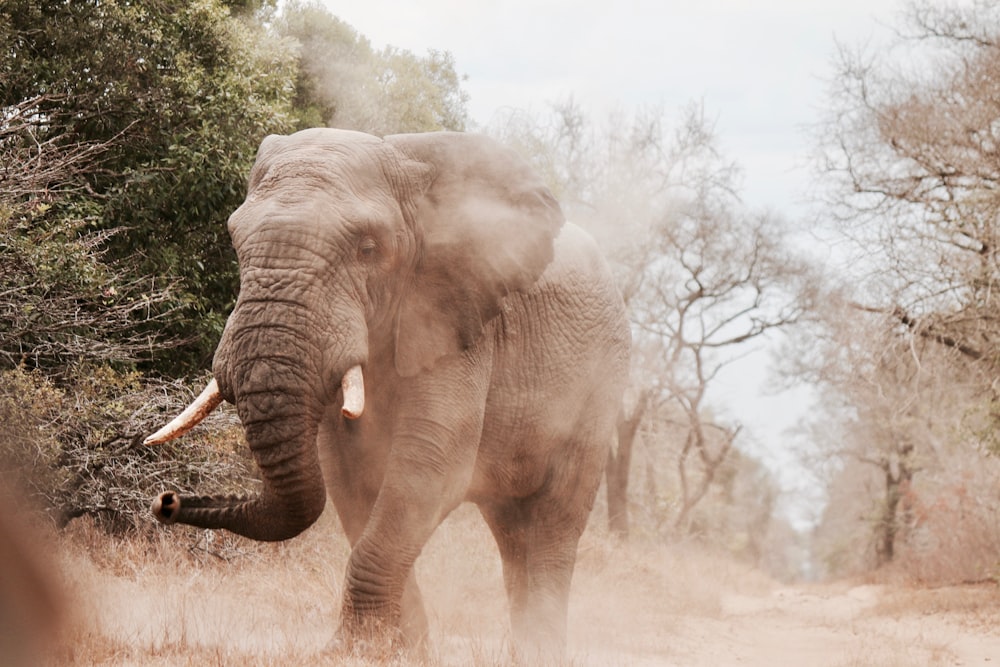 Grauer Elefant in der Nähe von Bäumen geht tagsüber spazieren
