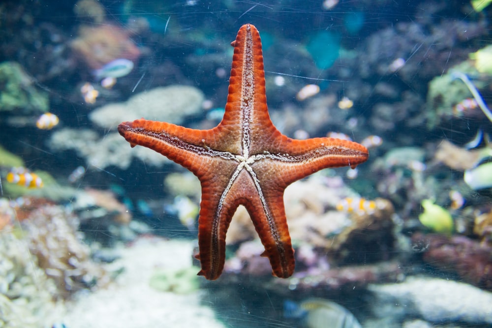 Estrela do mar laranja grudando na parede do aquário