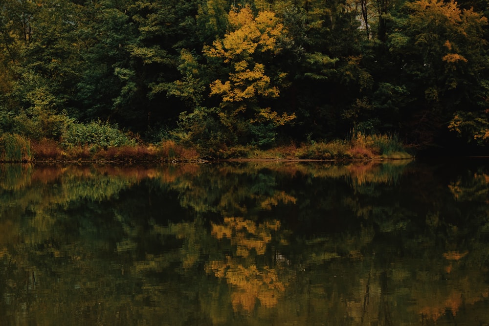 Paisaje de bosque amarillo y verde