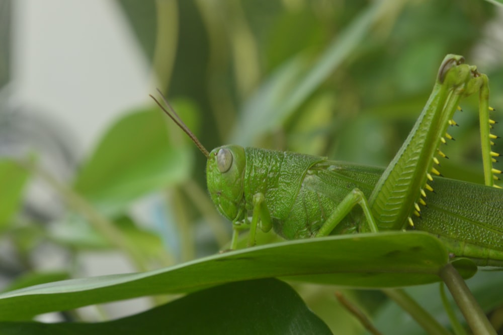 green grasshopper on green grass