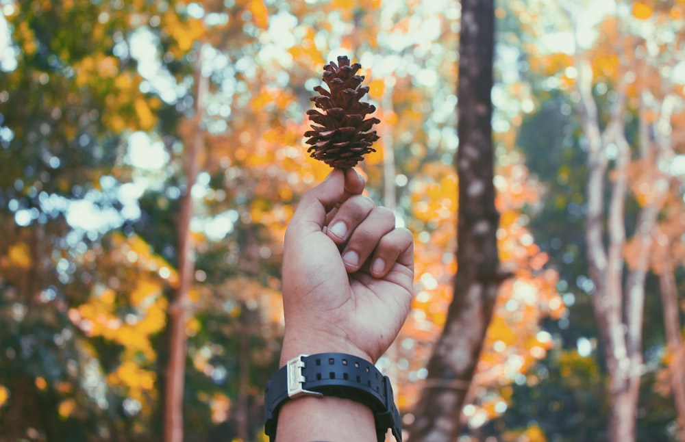 selective focus photography of person holding bronw pine cone