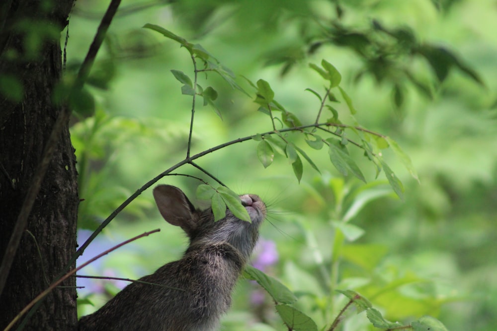 short-coated gray animal