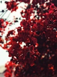 red leaves