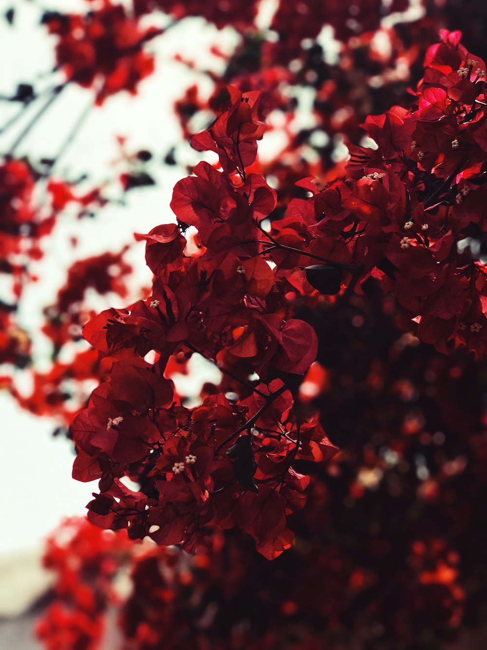 feuilles rouges