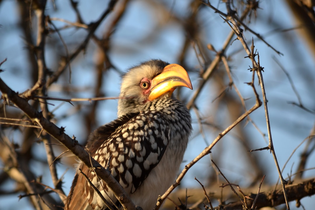 travelers stories about Wildlife in Kapama Private Game Reserve, South Africa