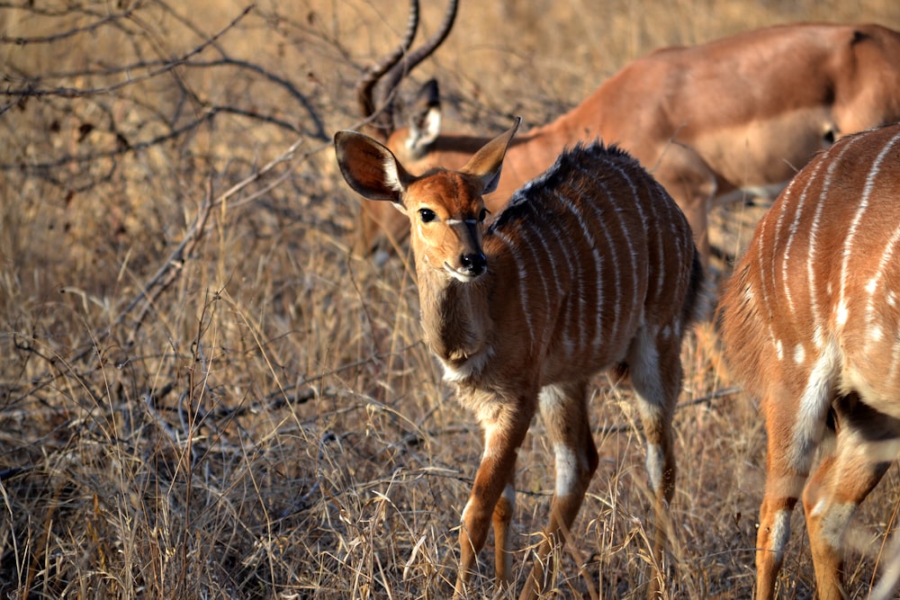 selective focus photo of doe standing on dried grass