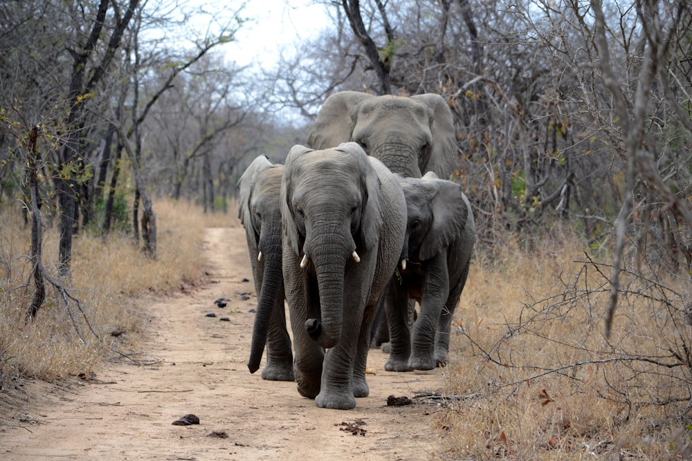 낮에 나무 사이로 길을 걷는 회색 코끼리 네 마리